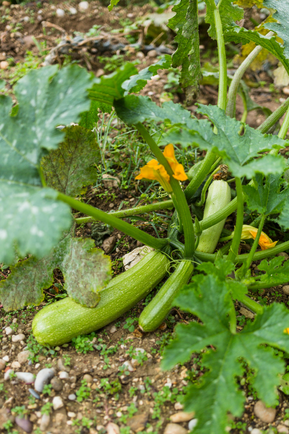 Courgettes 900g