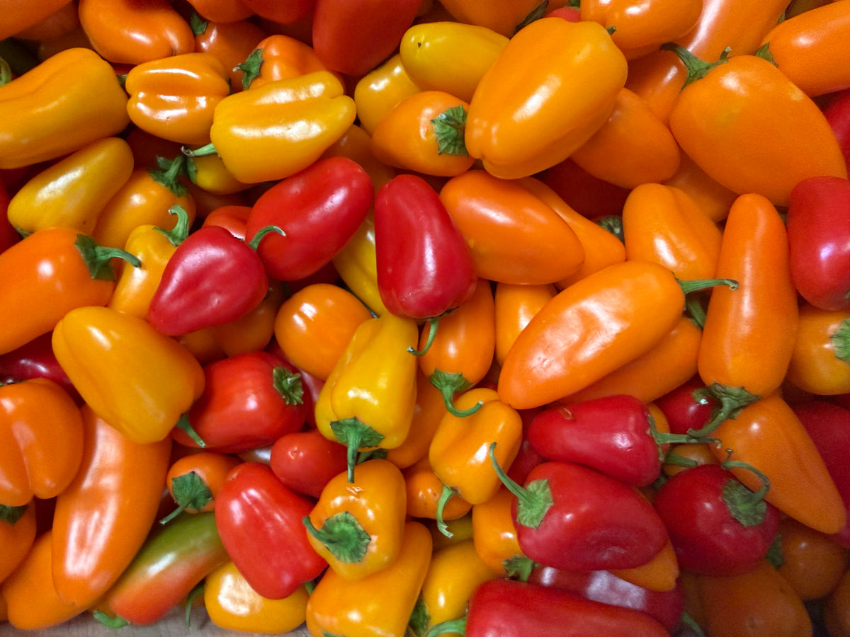 Le poivron de piquillo   ( barquette 350g)