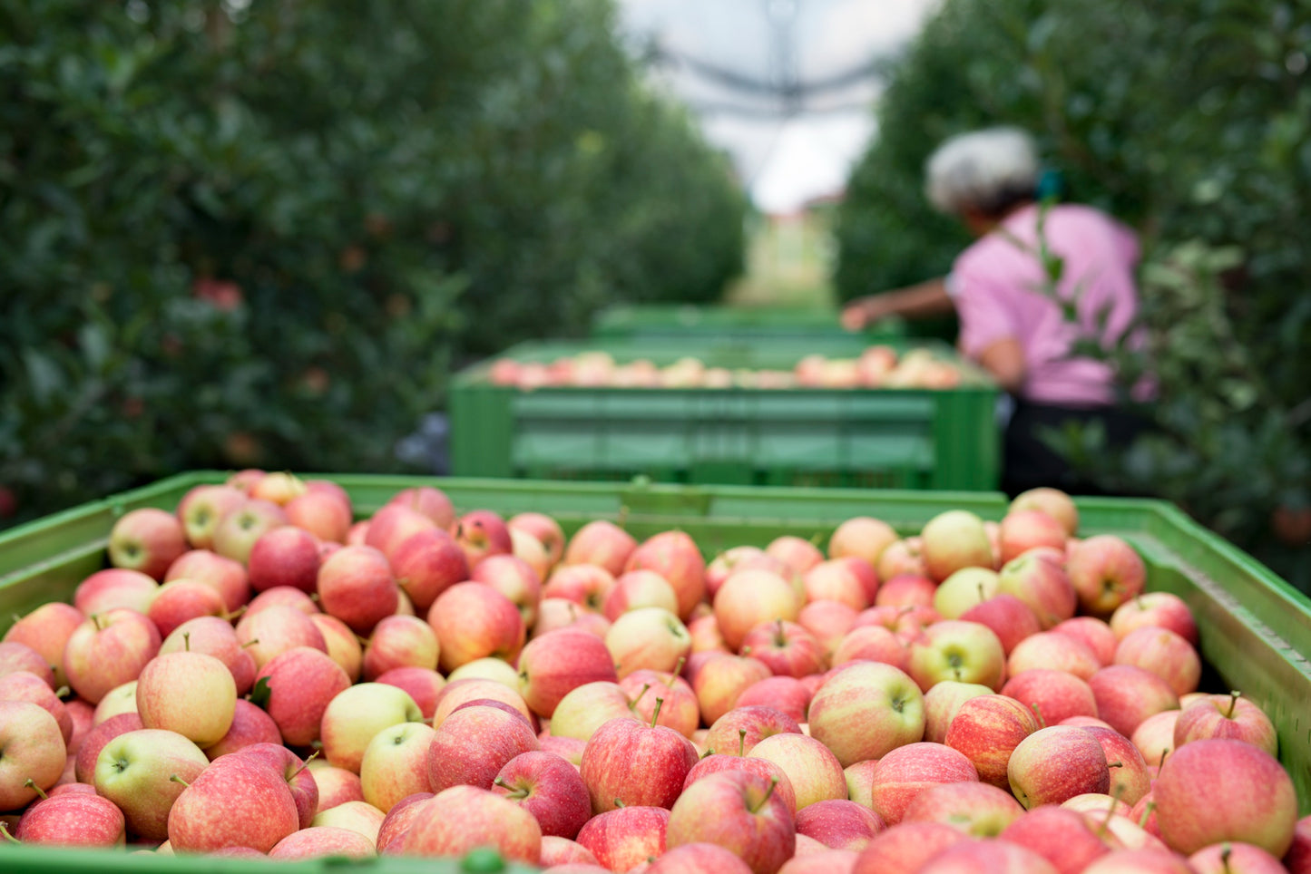 Pomme (lots de 6)