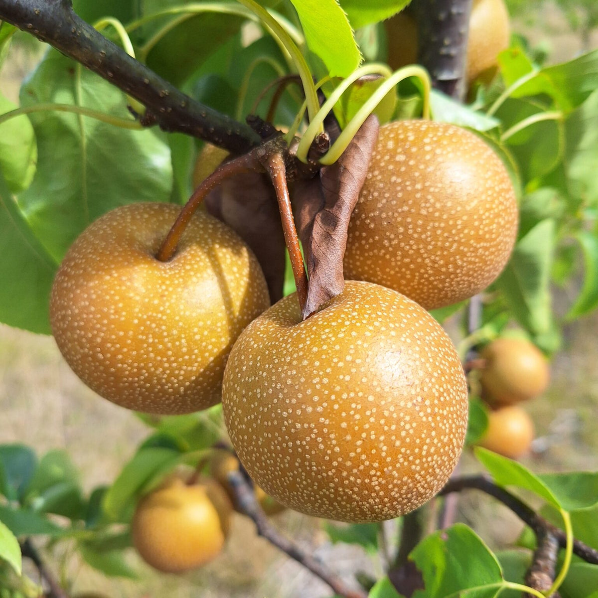 Nashi (1kg)