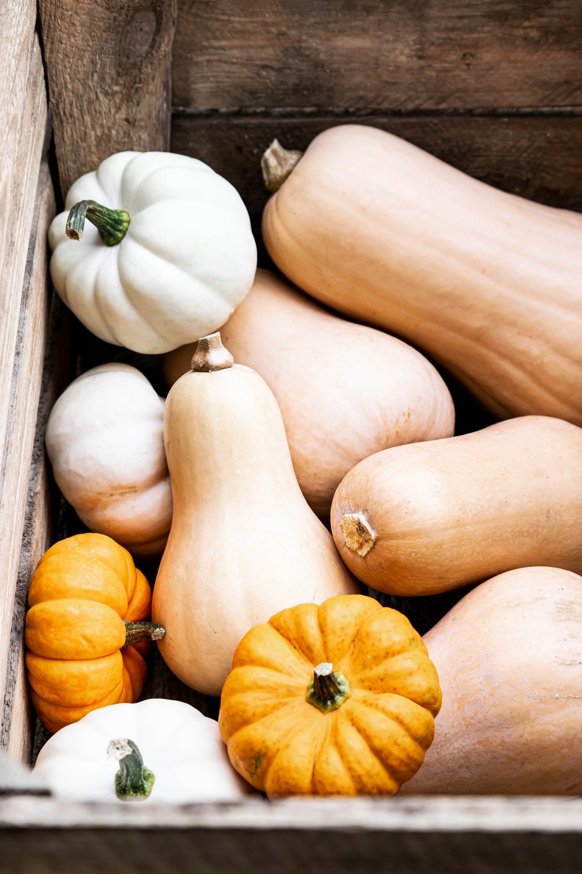 Butternut (Pièce)
